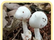 科普：这些毒蘑菇知识你一定要知道，立刻转发给你的家人！